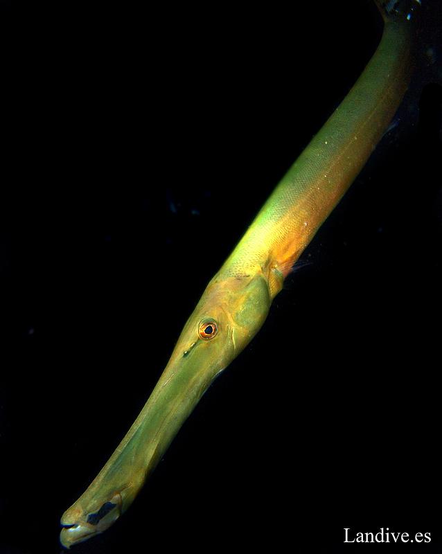 Pez trompeta ( Aulostomus strigosus )1.jpg - OLYMPUS DIGITAL CAMERA